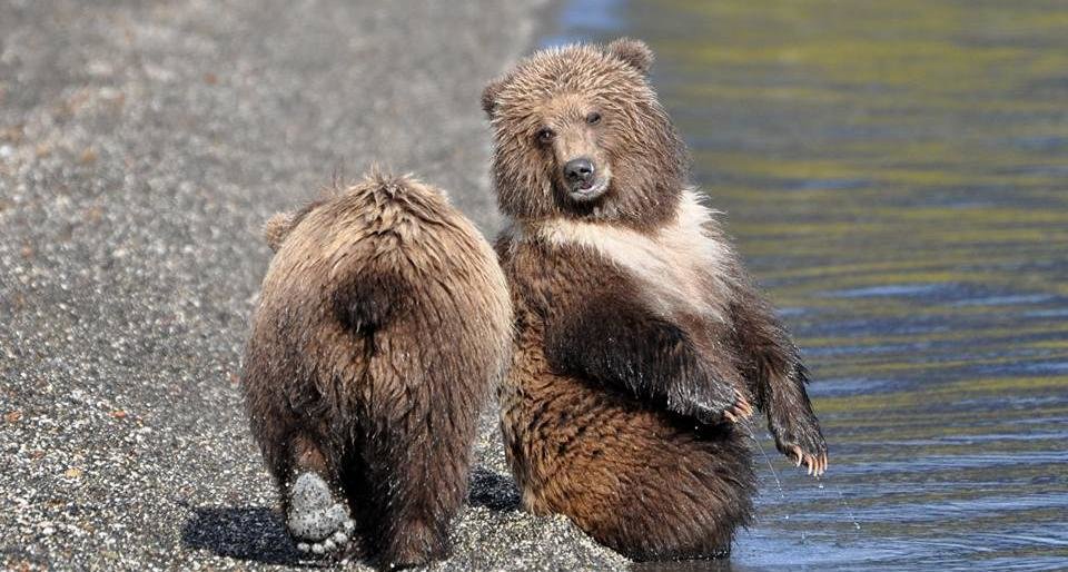 Косолапая звезда интернета живет в Кроноцком заповеднике